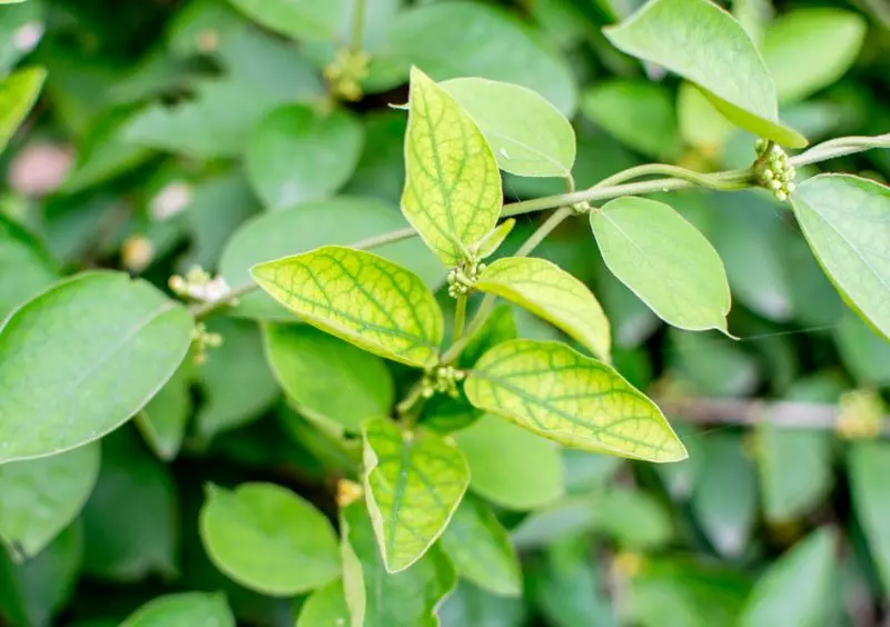 Gymnema Sylvestre reduces cravings and blocks sugar intake